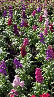 何がしたいの？