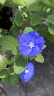 恋が愛か戦いに？！