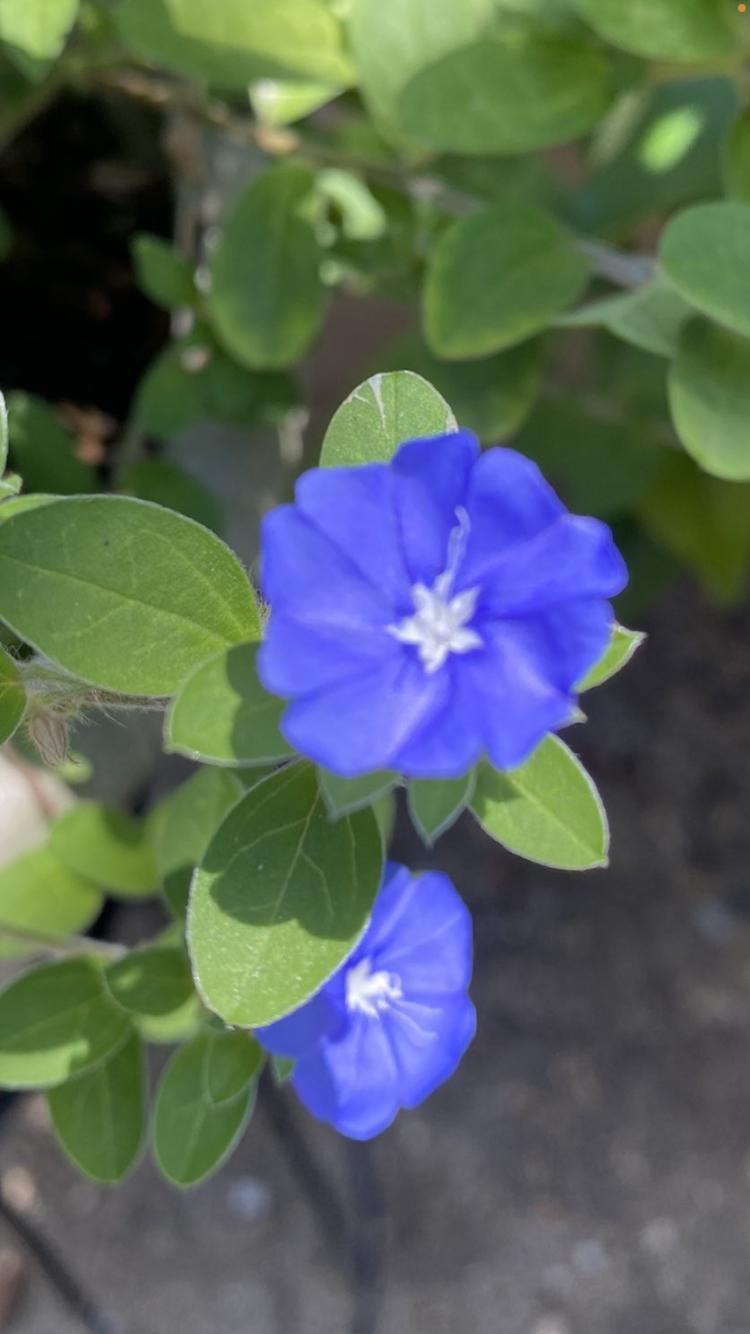 恋が愛か戦いに？！