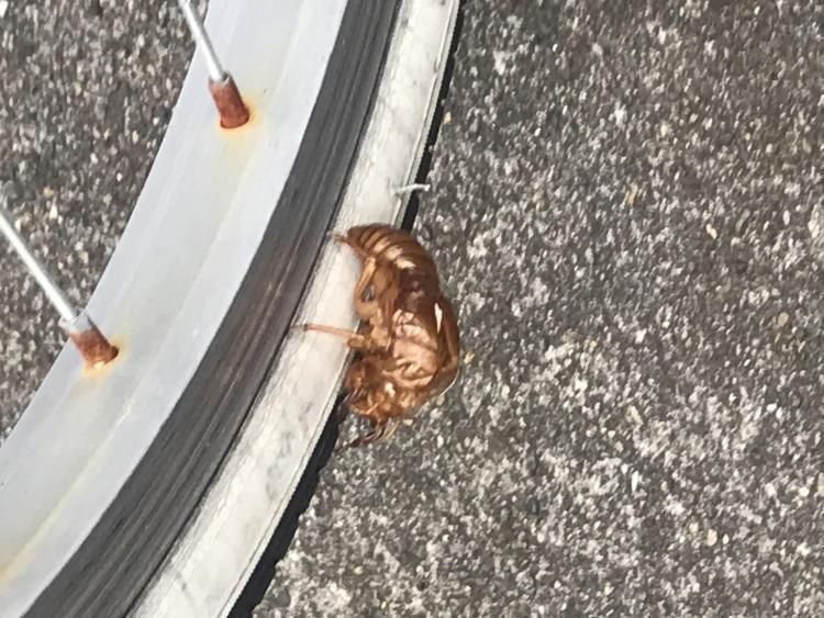 夏の落とし物