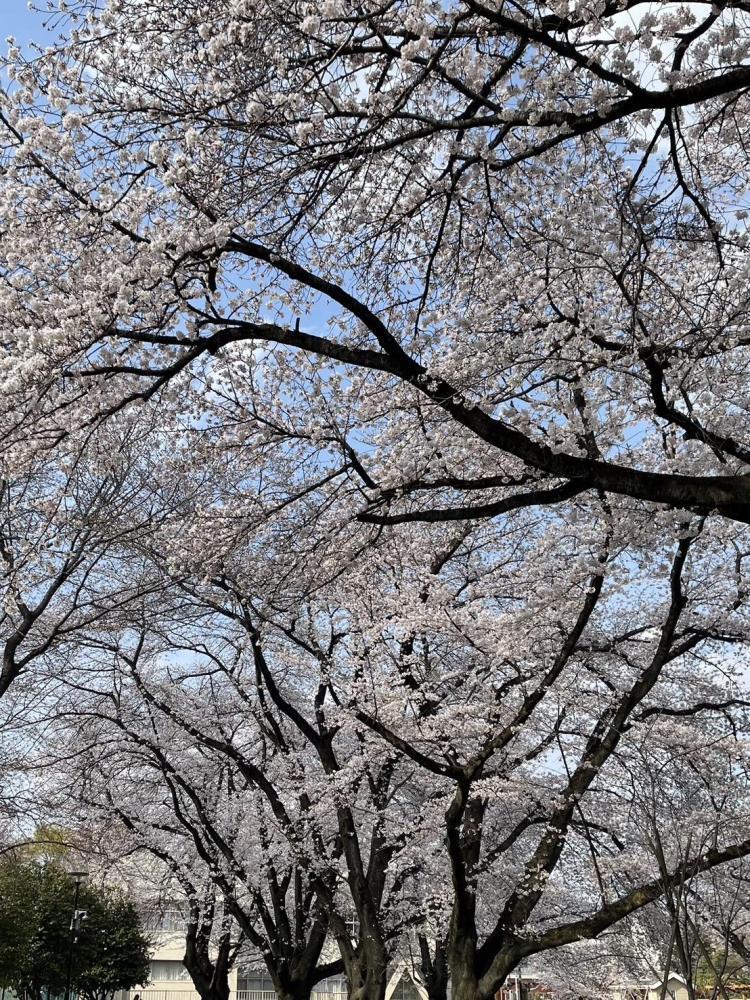 桜の花