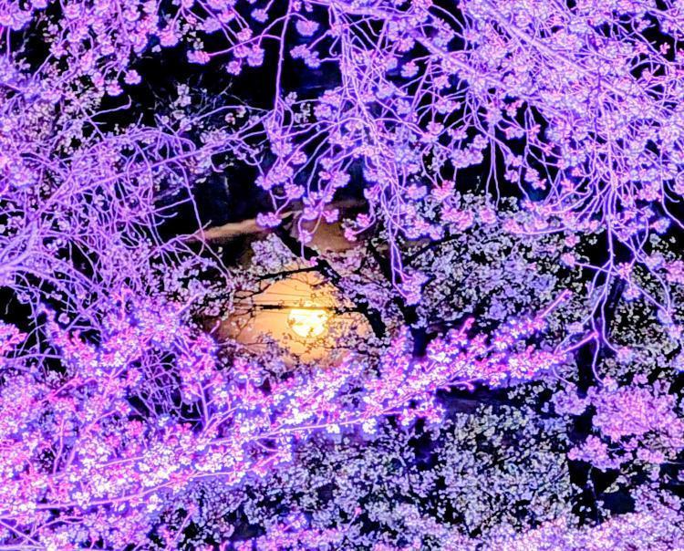 夜桜と月。ピンクムーンです。