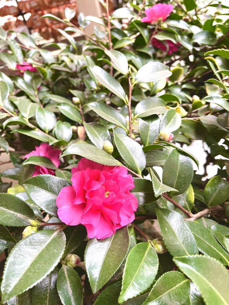 満月ウォーター作りませんか