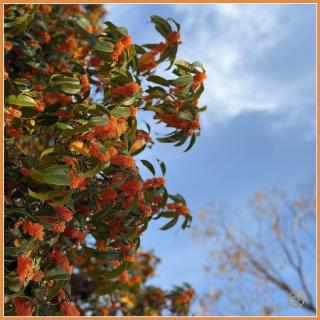 金木犀の香りが叶えてくれる