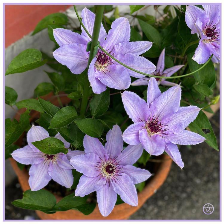 ～5月★誠実花～