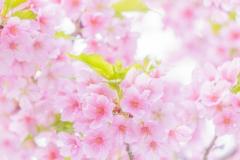 心機一転の春によせて