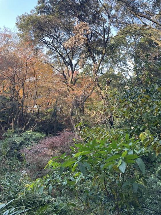 紅葉、その効果