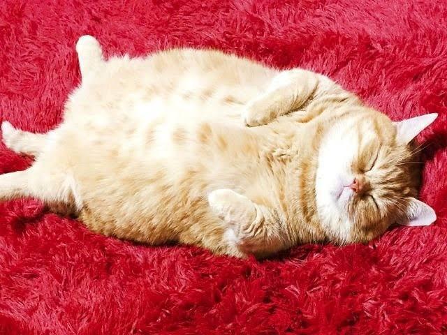 もうなんにもしないでください