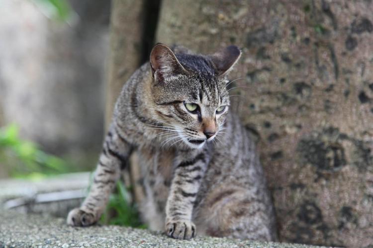 心理テスト(問題です)2026①