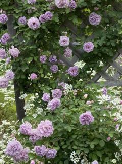 緊急ヒーリング！！