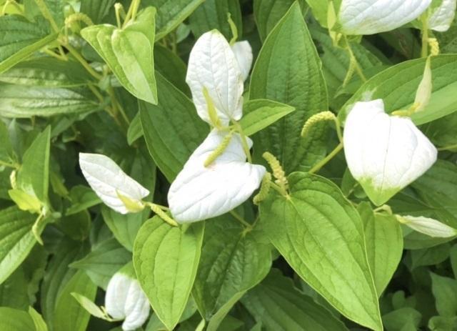 今日は夏至！下半期までにしておくべき事？