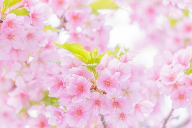 心機一転の春によせて