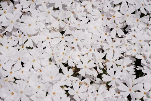 ２月のラッキーエネルギーカラー