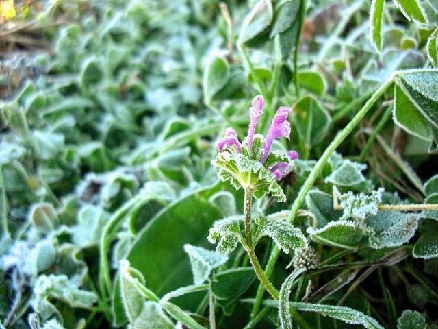 二十四節季寒露によせて！