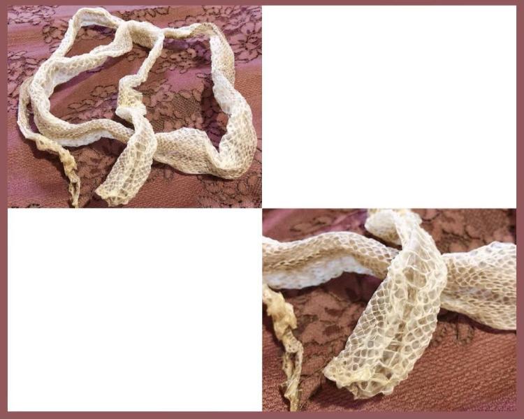 白蛇様からの贈り物