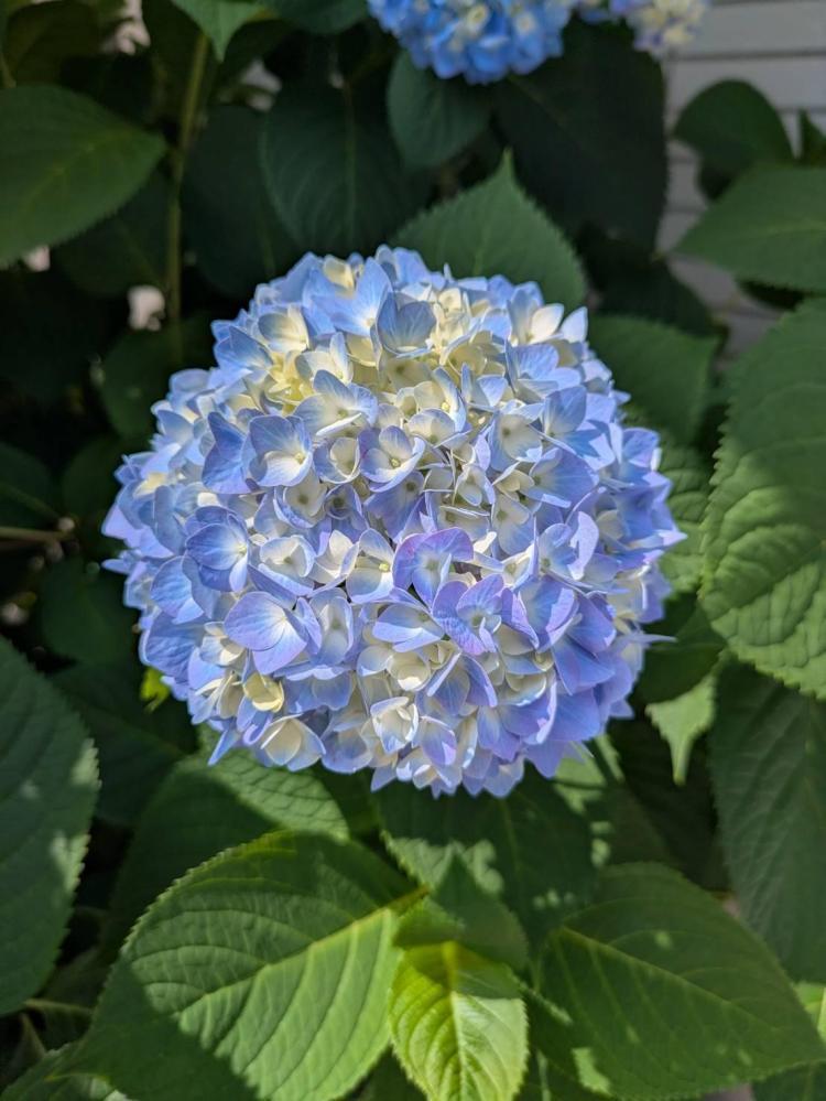 紫陽花が教えてくれること